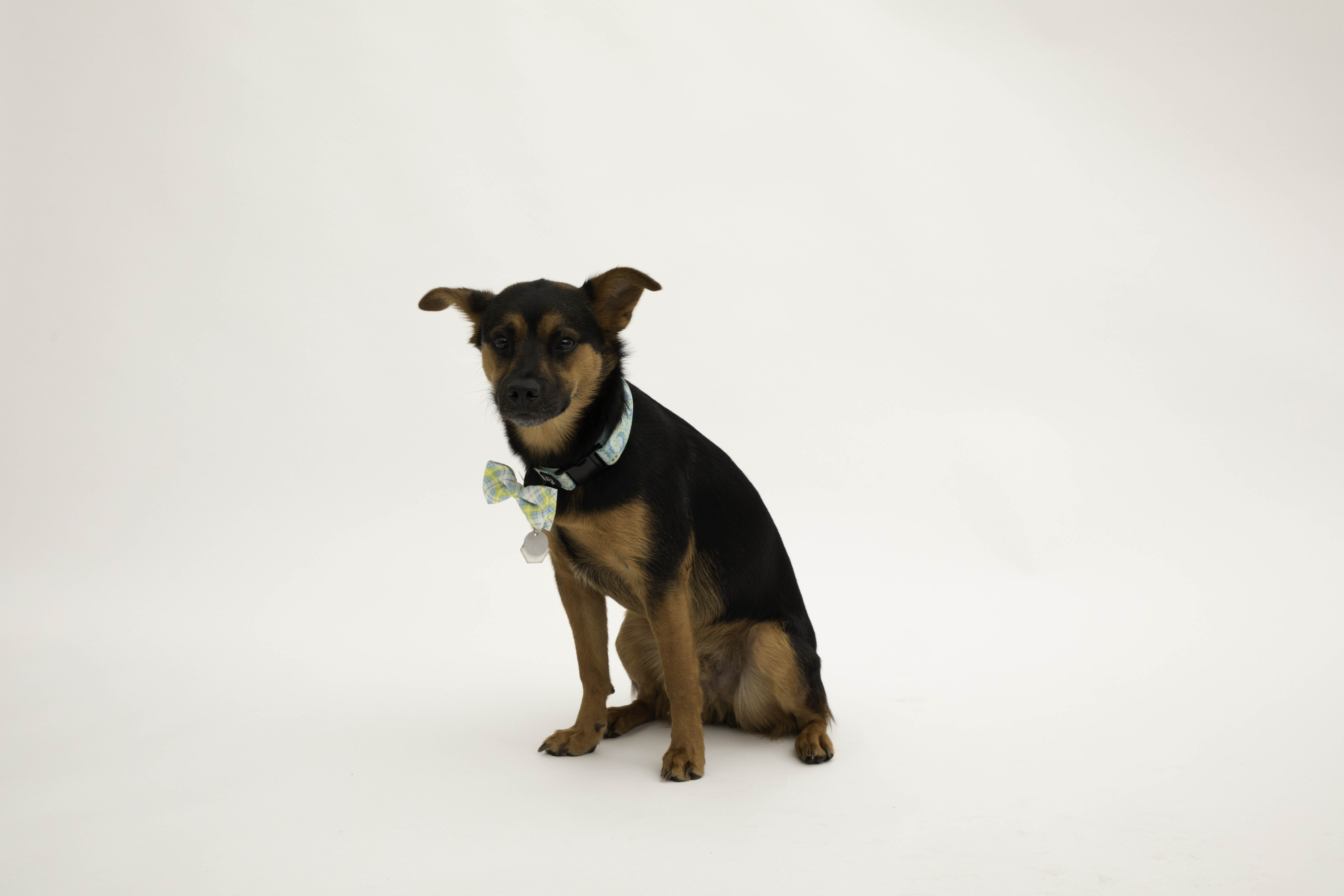 picture of dog