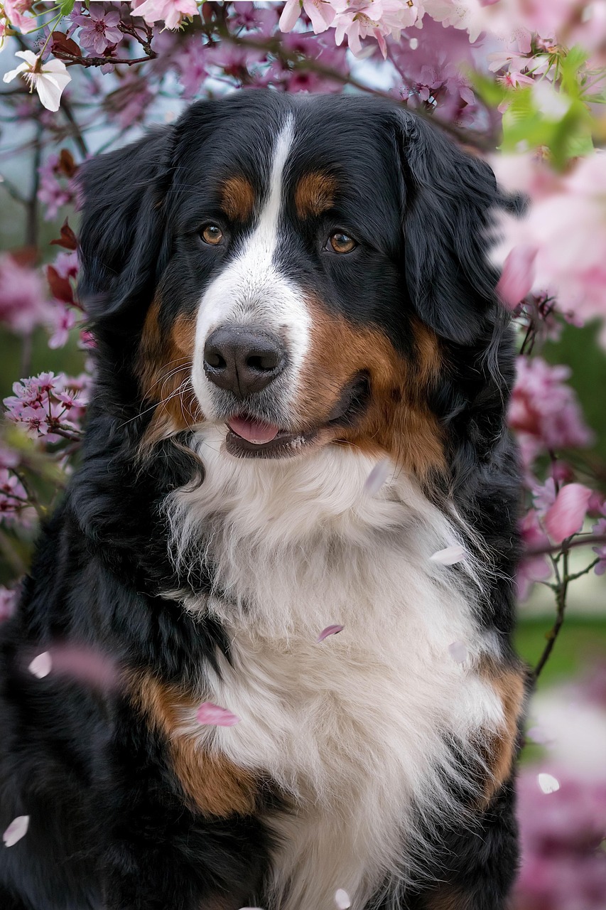 picture of dog