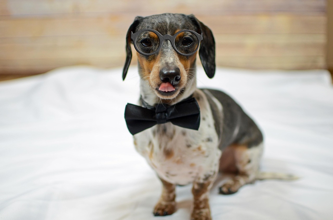 picture of dog