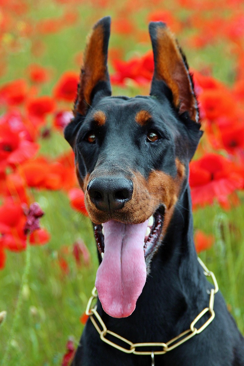 picture of dog