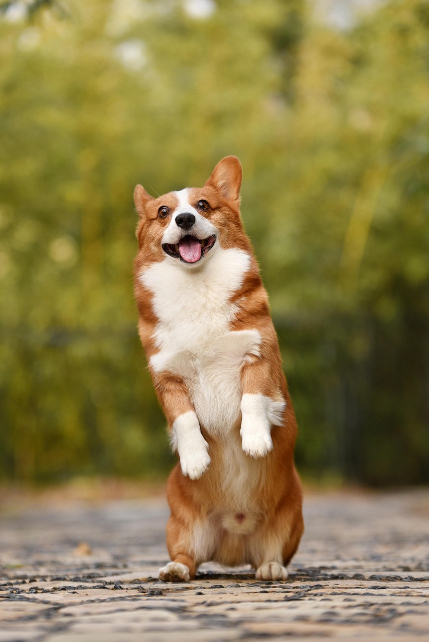 picture of dog