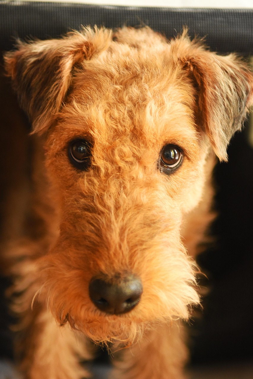 picture of dog