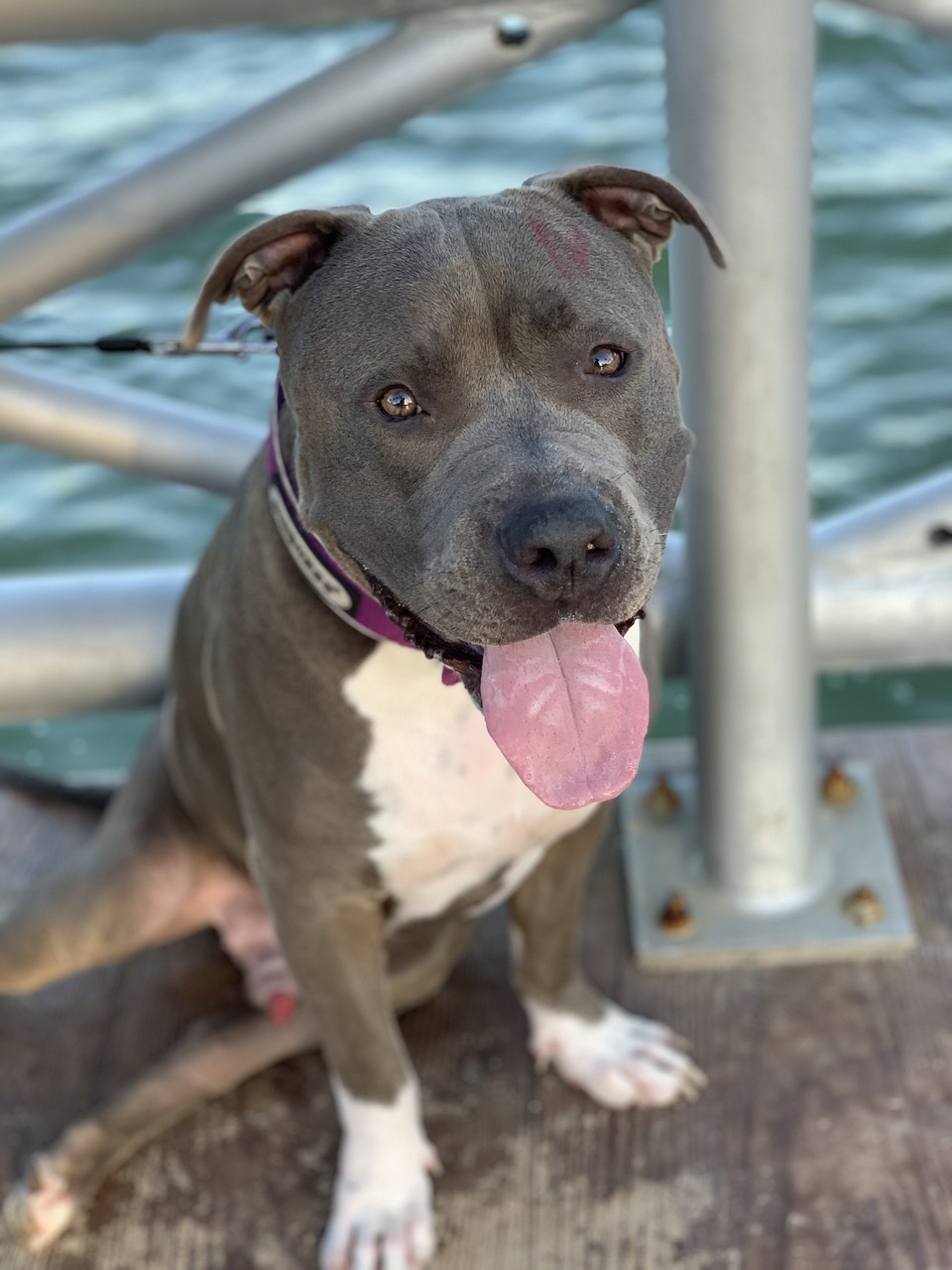 picture of dog