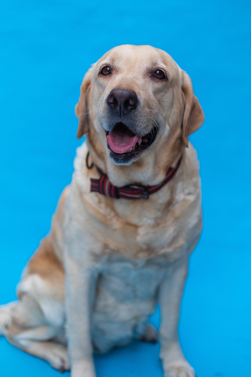 picture of dog