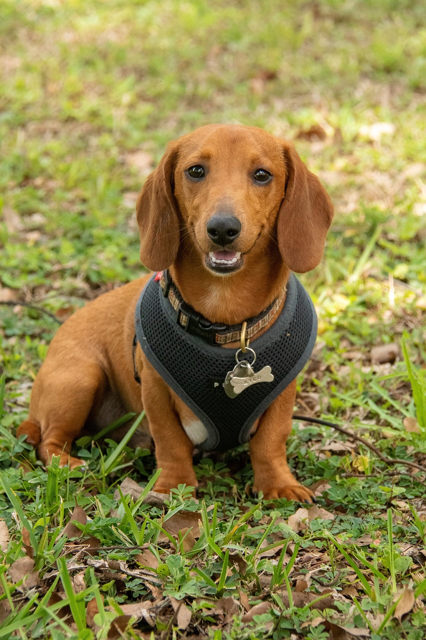 picture of dog
