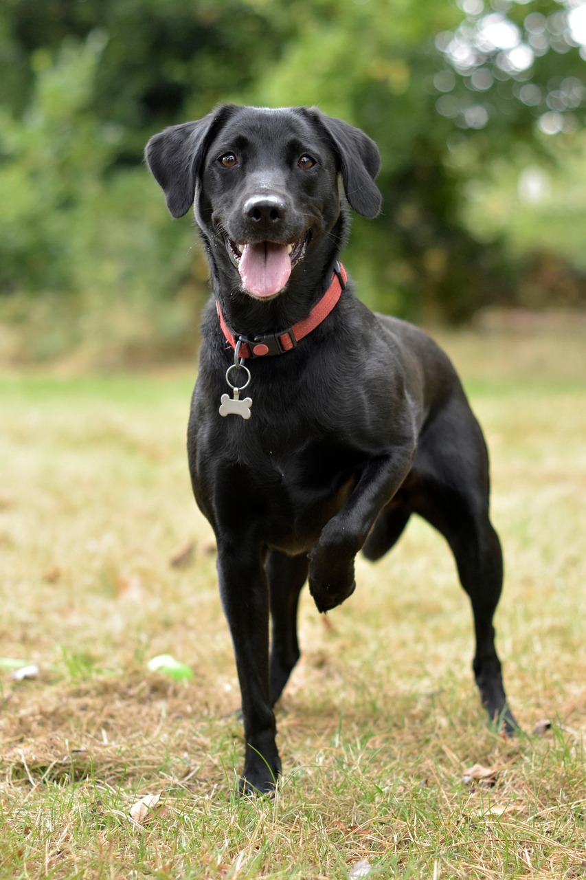 picture of dog