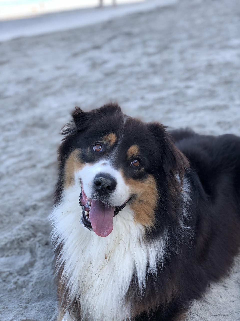picture of dog