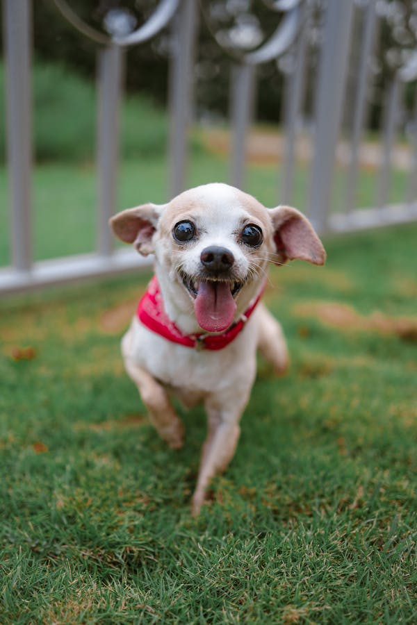 picture of dog