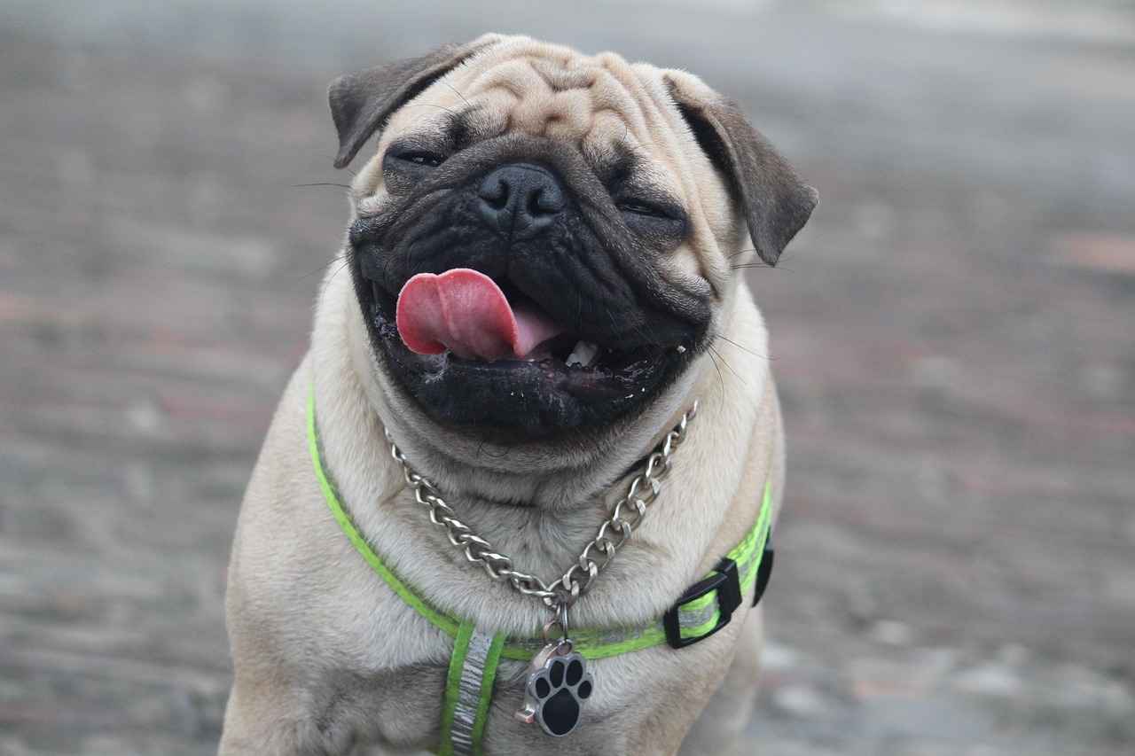picture of dog