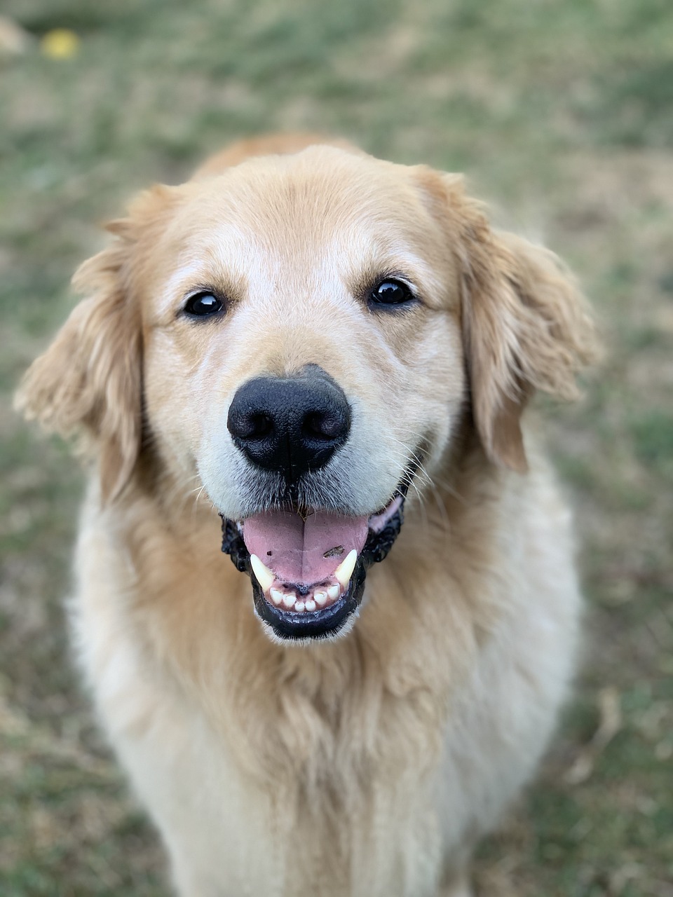 picture of dog