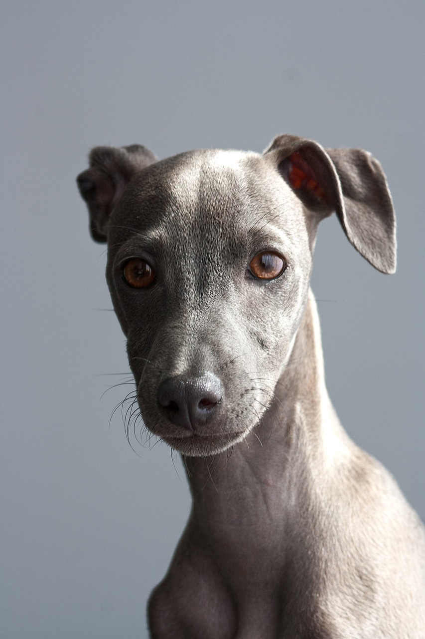 picture of dog