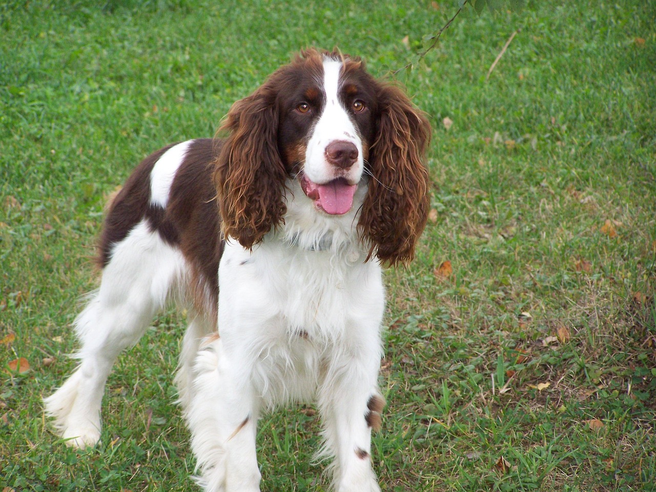 picture of dog