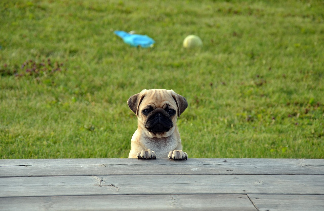picture of dog