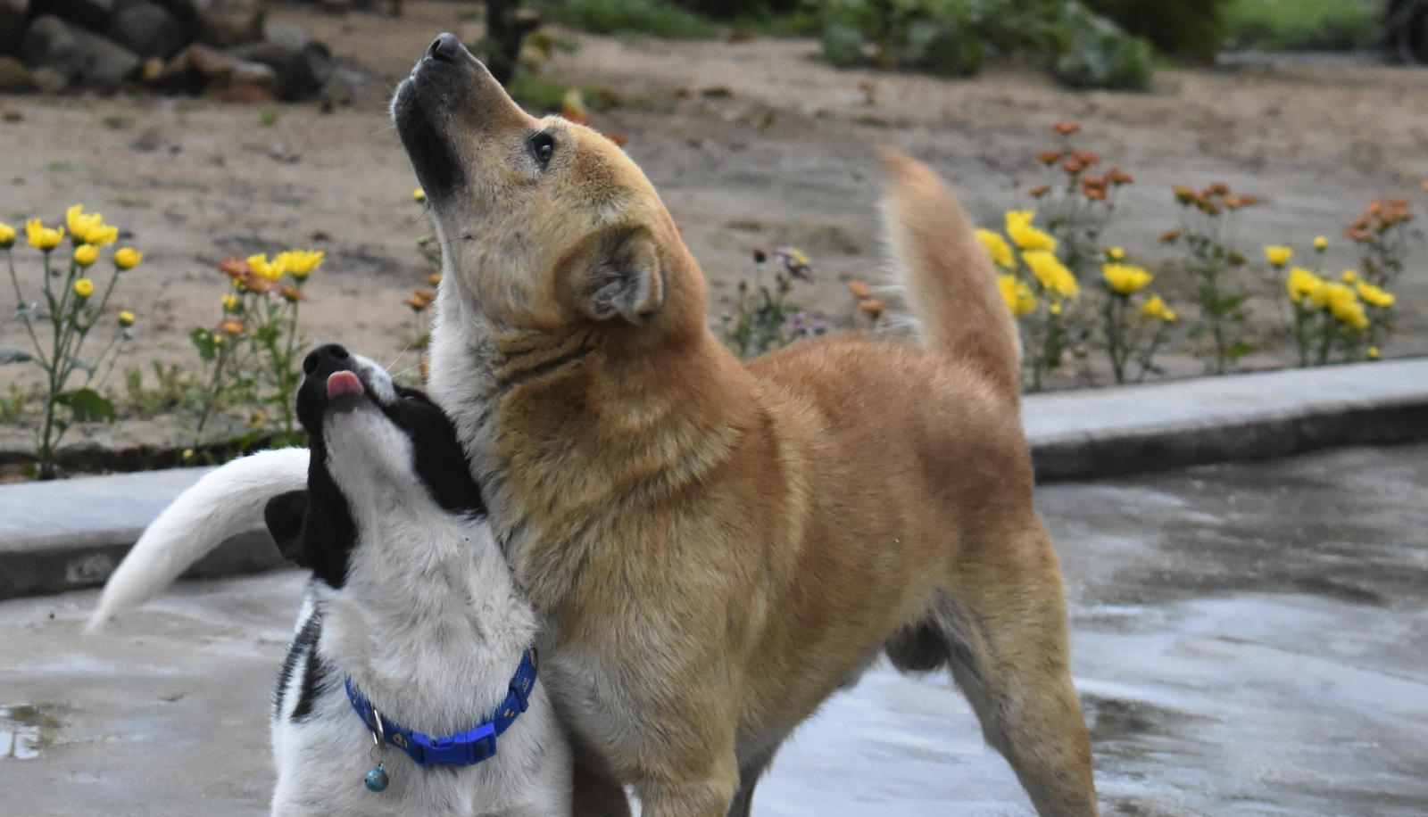 Two dogs on a wet street rubbing up against each other and looking up