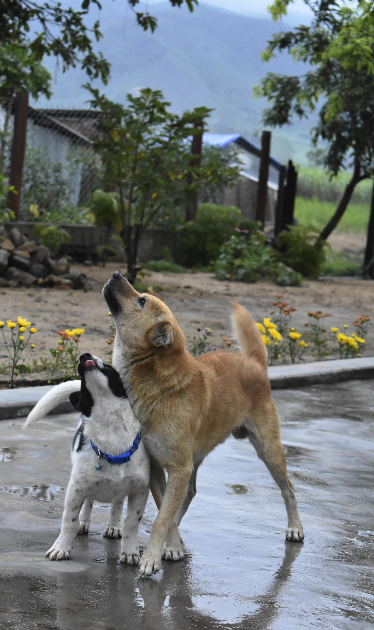 Two dogs on a wet street rubbing up against each other and looking up